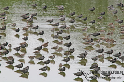 Spotted Redshank a3169.jpg