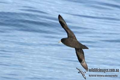 White-chinned Petrel a2890.jpg