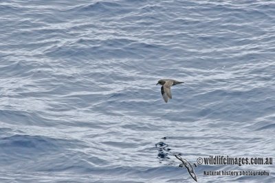 Kerguelen Petrel