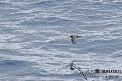 Kerguelen Petrel a8297.jpg