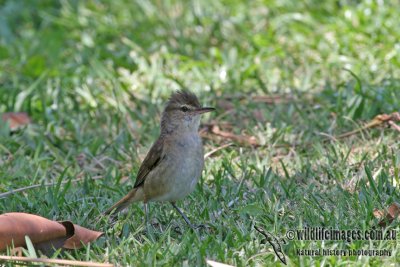 Australian Reed-Warbler a0980.jpg