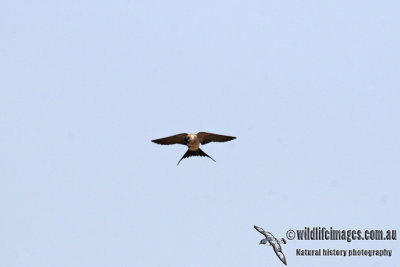Red-rumped Swallow a1608.jpg