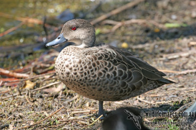 Grey Teal a0861.jpg