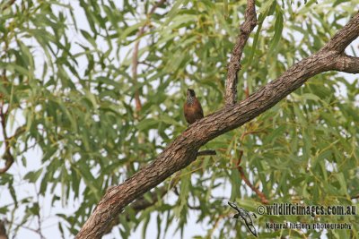 Black-tailed Treecreeper a8416