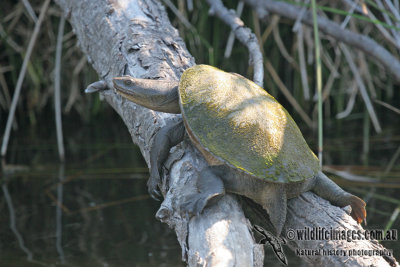 Oblong Turtle - Chelodina oblonga