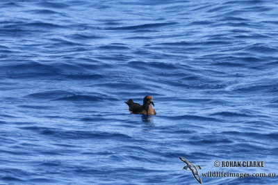 Matsudaira's Storm Petrel 2908.jpg