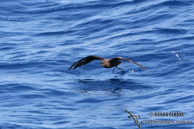 Matsudaira's Storm-Petrel 2928.jpg