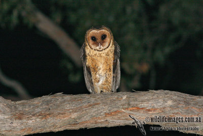 Masked Owl 5117.jpg