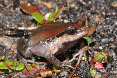 Red-groined Frog - Paracrinia haswelli