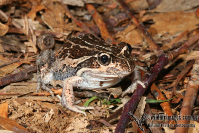 Limnodynastes dumerilii 5113.jpg