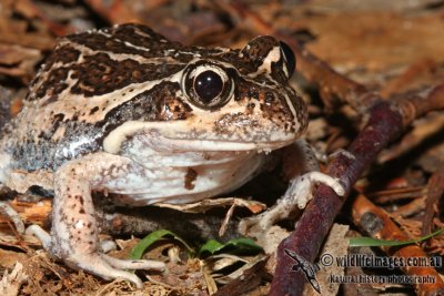 Limnodynastes dumerilii 5114.jpg