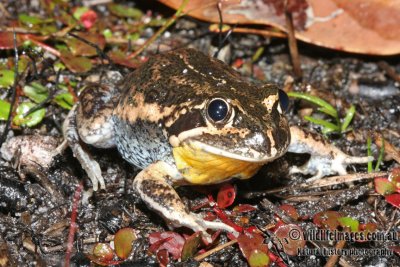 Banjo Frog - Limnodynastes dumerilii