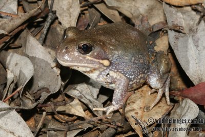 Limnodynastes dumerilii 5280.jpg