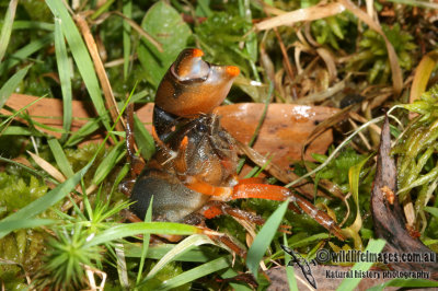 Freshwater Crayfish - Engaeus orientalis