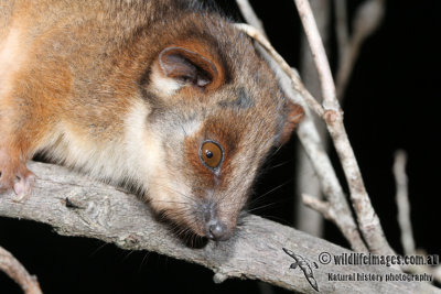 Common Ringtail Possum 5120.jpg