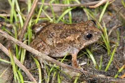 Mjoberg's Toadlet  - Uperoleia mjobergii