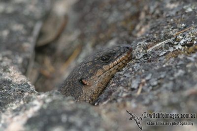 Egernia saxatilis 1957.jpg