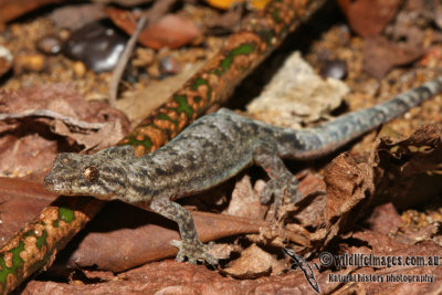 Lepidodactylus pumilus 6945.jpg