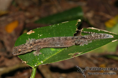Lepidodactylus pumilus 6959.jpg