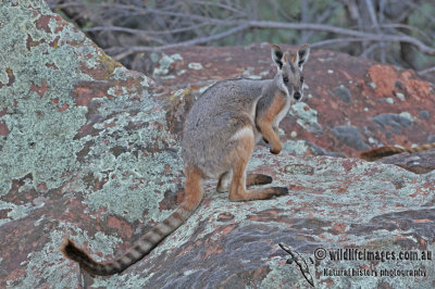 Yellow-footed Rock-Wallaby a2876.jpg