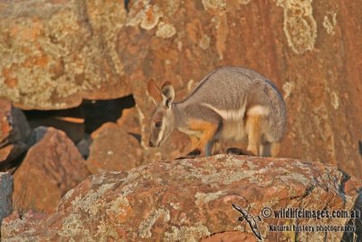 Yellow-footed Rock-Wallaby a2521-.jpg