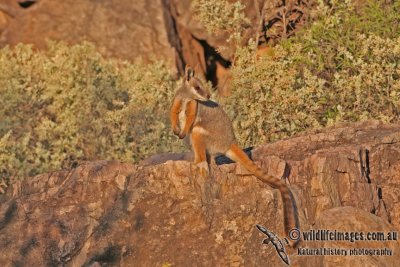 Yellow-footed Rock-Wallaby a2541.jpg
