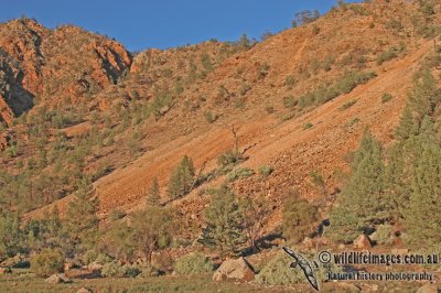 Yellow-footed Rock-Wallaby a2544.jpg