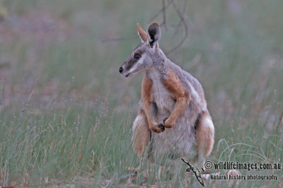 Yellow-footed Rock-Wallaby a2893.jpg