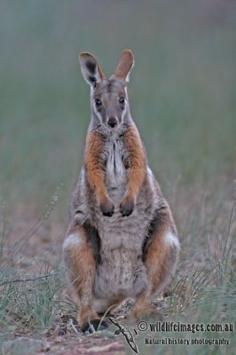 Yellow-footed Rock-Wallaby a2913.jpg