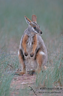 Yellow-footed Rock-Wallaby a2917.jpg