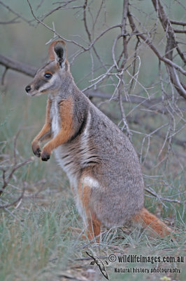 Yellow-footed Rock-Wallaby a2923.jpg