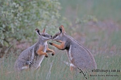 Yellow-footed Rock-Wallaby a2937.jpg