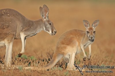 Red Kangaroo a2947.jpg