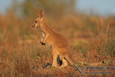 Red Kangaroo a2969.jpg