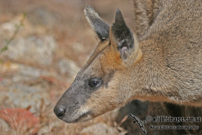 Tammar Wallaby a3144.jpg