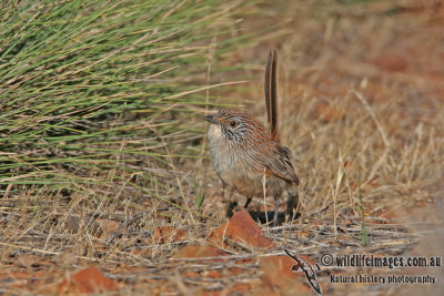 Short-tailed Grasswren a3051.jpg