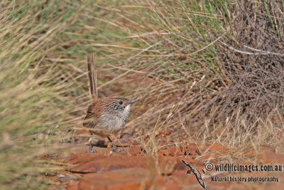 Short-tailed Grasswren a2999.jpg