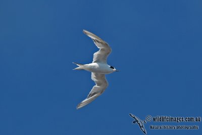 Arctic Tern a9114.jpg
