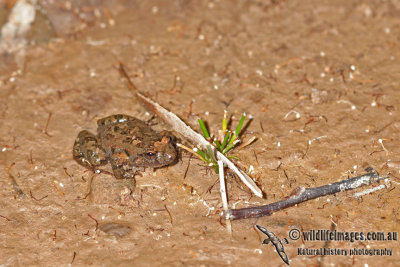 Streambank Froglet - Crinia riparia a2493.jpg