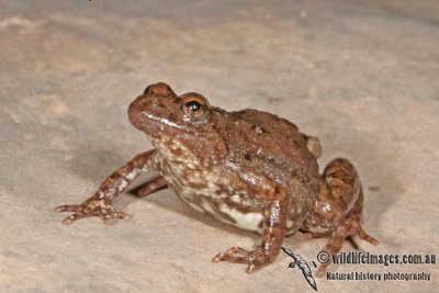 Streambank Froglet - Crinia riparia