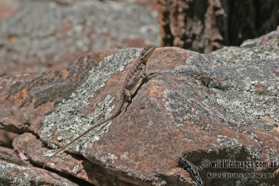 Ctenophorus decresii a2800.jpg