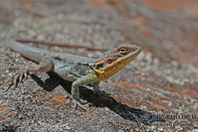 Tawny Dragon - Ctenophorus decresii