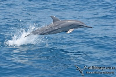 Long-snouted Spinner Dolphin