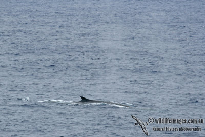 Fin Whale a8362.jpg