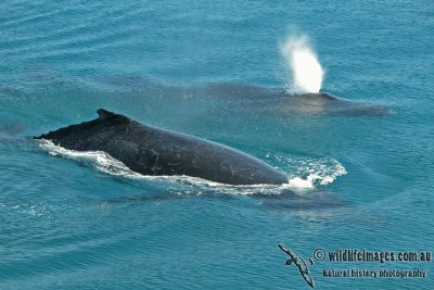 Humpback Whale a0002.jpg