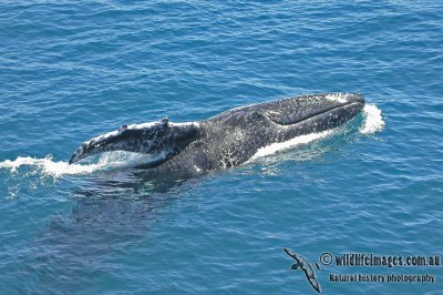 Humpback Whale a2001.jpg