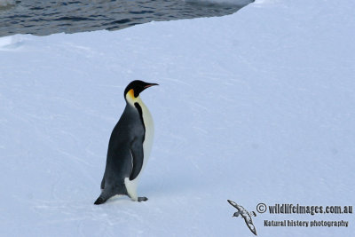 Emperor Penguin a2382.jpg