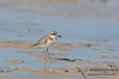 Greater Sand Plover a6641.jpg