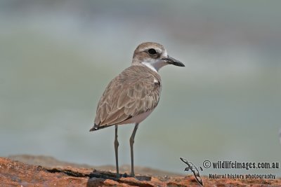 Greater Sand Plover a7423.jpg
