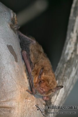 Inland Broad-nosed Bat 1221.jpg